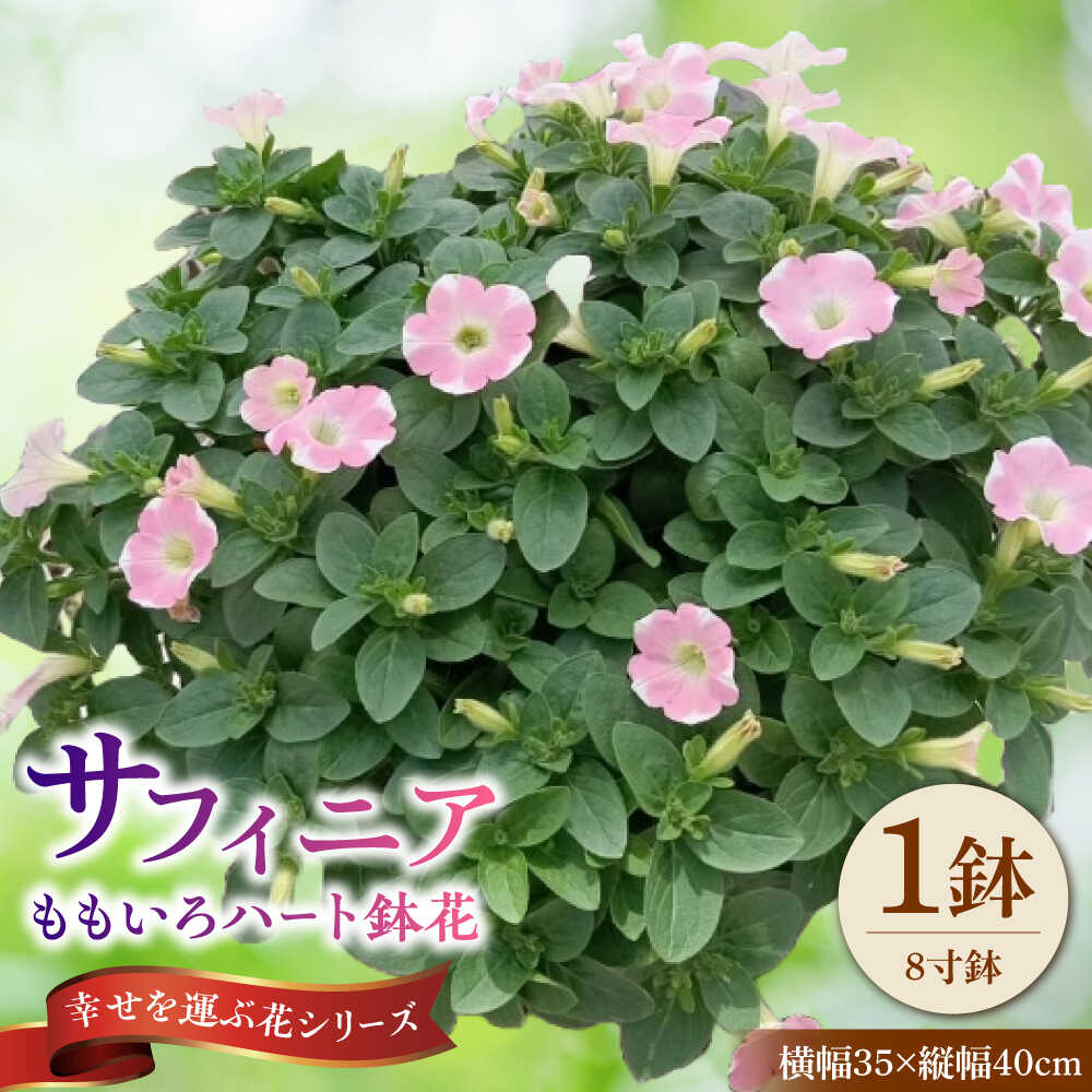 【ふるさと納税】【4月末より順次発送】 サフィニア ももいろハート 鉢花　/ 瑞浪市 中山園芸 花 お花 お祝い 鉢植え 生花 ギフト プレゼント フラワー[AZDC005]