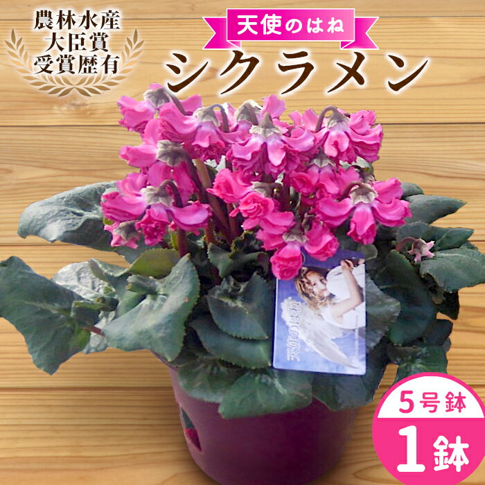 【ふるさと納税】〈予約品〉希少 天使のはね シクラメン 5号鉢 天使のはね 農林水産大臣賞受賞歴あり 花 ピンク 白 赤 プレゼント 贈り物 鉢花 鉢 ガーデン ガーデニング 愛知県産 クリスマス 高品質 高評価 珍しい 花 植物 冬の花 -223