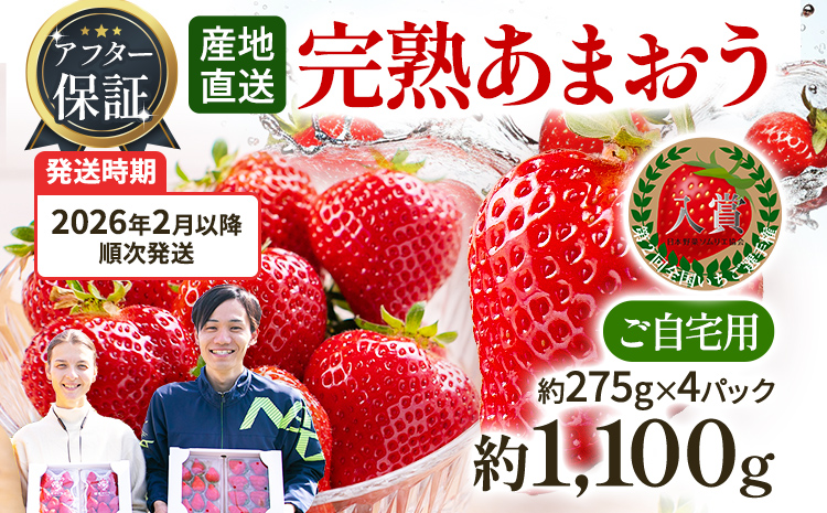 アフター保証 いちご あまおう 約1,100g（約275g×4パック）【先行受付／2026年2月以降順次発送予定】