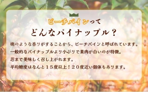 2026年 先行予約 西表島の完熟ピーチパイン 6kg (5～8玉)【嘉本商店 完熟 果物 フルーツ】お届け：5月中旬～6月中旬頃【042-a004】