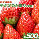 【ふるさと納税】 先行予約 秀品 やかげのかほり(章姫) 約500g 12～18粒前後《2025年1月下旬-3月末頃出荷》田尻盛果園 フルーツ 果物 いちご 苺 イチゴ 章姫 あきひめ 岡山県 小田郡 矢掛町 クール便