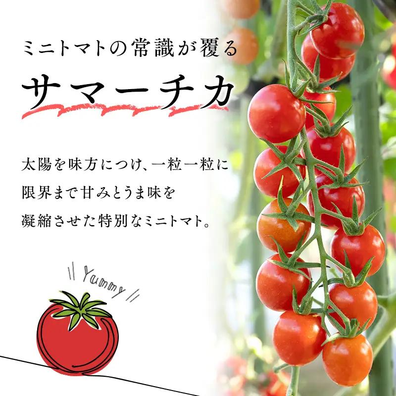 ミニトマト 9kg  サマーチカ [hi-0070-004]