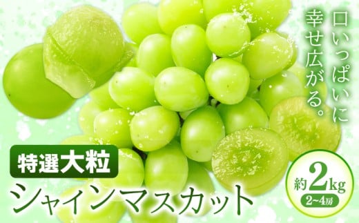 特選 大粒 シャインマスカット 約2kg(2~4房) 株式会社日本植生グループ本社 NISSHOKU FARM《9月下旬-12月末頃出荷》葡萄 ブドウ ぶどう 送料無料 岡山県 浅口市 【配送不可地域あり】 (離島)