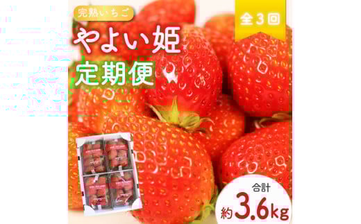 【 先行予約 : 2026年2月～発送予定 】 【全3回定期便】 やよい姫 約1.2kg 300g×4パック （2月、3月、4月発送） いちご  完熟 苺 産地 直送 フレッシュ イチゴ 贈答 フルーツ 果物 国産 静岡県 藤枝市