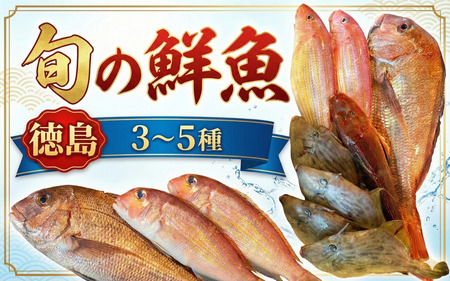 鮮魚 お試し 3～5種 徳島県産 鮮魚