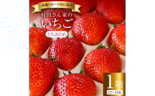 【3月発送】村田さん家のいちご【とちおとめ】1箱（12～15粒)ジューシー とちおとめ 大粒 甘い お祝い 贈答 にも オススメ 苺 村田さん家のいちご 村田農園 茨城県 鉾田市
