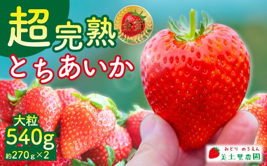 【先行受付：1月中旬以降発送】いちご 「茂木完熟いちご」　美土里農園の朝採れ とちあいか 大粒 約270g × 2パック 合計 約540g | いちご イチゴ 苺 とちあいか 完熟 果物 フルーツ 甘い あまい くだもの 旬 産地直送 栃木県産 美土里農園 栃木県 茂木町