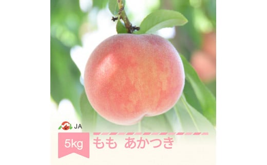 先行予約 もも 桃 あかつき 約5kg 令和7年産 2025年産 果物 ja-moatx5