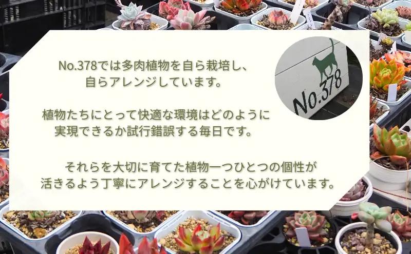多肉植物 じぶんで植える 多肉の寄せ植え セット インテリア 多肉 植物 ガーデニング 
