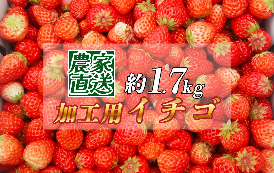 【ふるさと納税】【予約受付】【2026年3月から5月発送予定】イチゴ　加工用イチゴ　バラ詰め　1.7kg（6.5パック相当）　恋みのり かおり野 から厳選 訳あり 送料無料 イチゴ 加工用イチゴ バラ詰め 果物 フルーツいちご 苺 静岡 南伊豆