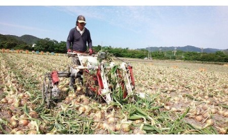 フルーツ玉ねぎ５kg　淡路島フルーツ玉ねぎ5kg
