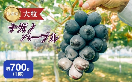 ぶどう ナガノパープル 約600g（1房）果物 フルーツ デザート 信州 長野 駒ケ根市 [№5659-1662]