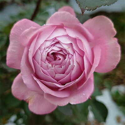 【ふるさと納税】【Apple Roses】バラ苗『ラフ・メイカー』新苗育成苗6号ポット植え[52210682] 苗木 薔薇 フラワー 　お届け：2025年7月1日～2025年12月31日まで