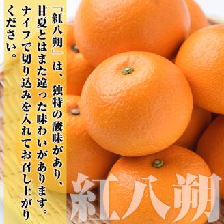 ＜先行予約受付中！2025年2月上旬以降発送予定＞まなべみかん園の紅八朔(約9kg)【有限会社まなべみかん園】a-14-11