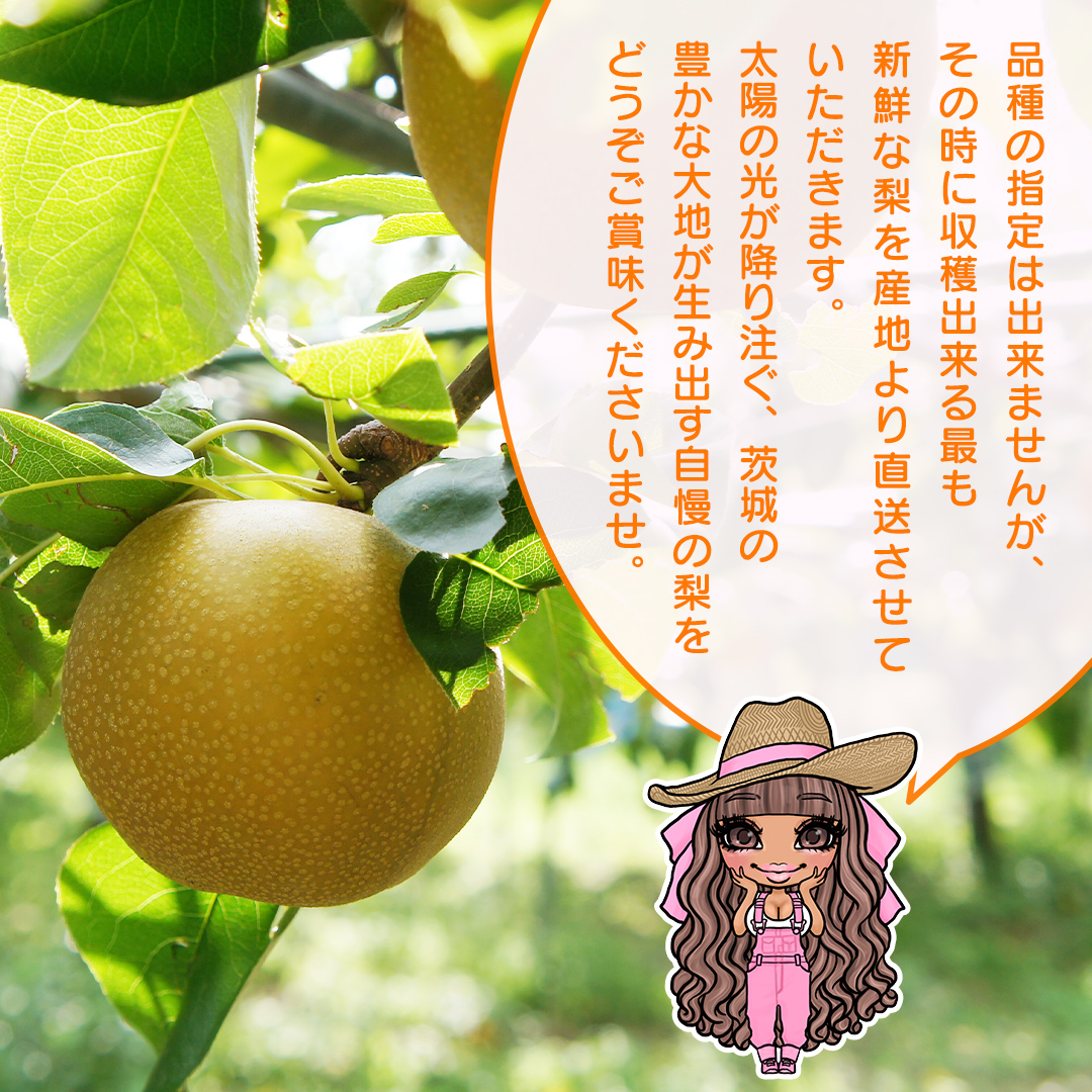 【 先行予約 】 品種おまかせ 採れたて 完熟天使の 甘梨 約 3kg （ 茨城県共通返礼品： かすみがうら市 ） 【 2026年8月中旬頃発送 】 フルーツ 果物 なし ナシ 旬 新鮮 旬 期間限定