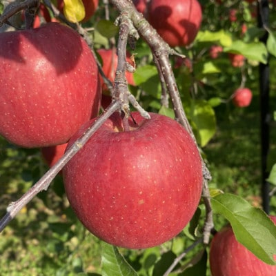 
                  SevenApple木村農園から直送　樹上完熟さんふじ10kg【1422346】
                