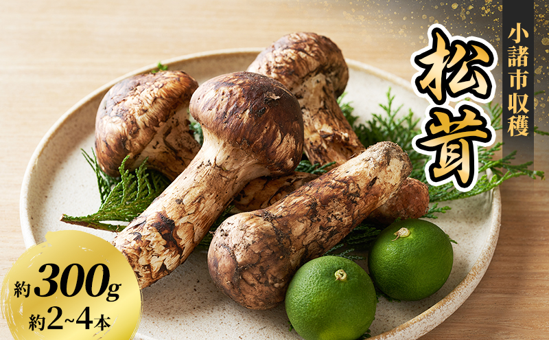 小諸市収穫 松茸 約300g（約2～4本） 野菜 きのこ まつたけ マツタケ 山菜 国産