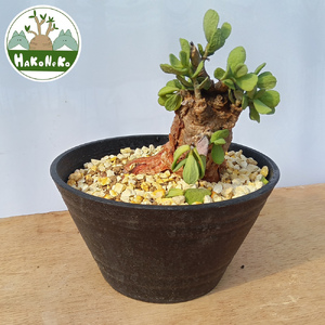 ケラリア・ピグマエア (発根管理済) A016｜観葉植物 コーデックス 盆栽 鉢植え インテリア ハコネコ [0669]