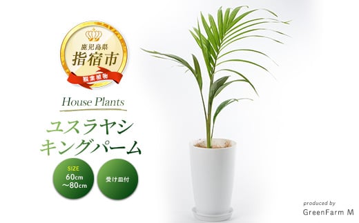 
            【観葉植物】ユスラヤシ キングパーム 60cm～80cm(Green Farm M/016-1955) ※北海道・沖縄・離島配送不可※ 南国鹿児島県で育った 観葉植物！植物 鉢付 インテリア 室内 オフィス おしゃれ プレゼント ギフト 開店祝い 移転祝い マイナスイオン
          