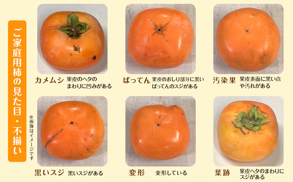 【2025年9月下旬以降発送】 和歌山県産 平核無柿 ご家庭用 約3kg 満杯詰  柿 種無し たねなし ひらたね 訳あり
