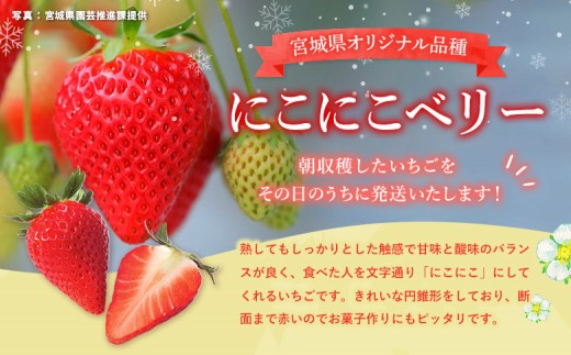 宮城県産いちご「にこにこベリー」　約500ｇ（250ｇ×2）