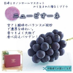 岡山　花笑み農園の『ニューピオーネ』贈答用　約2kg(3～4房)　P-2【9月上旬～順次発送】【配送不可地域：離島・北海道・沖縄県】【1627358】
