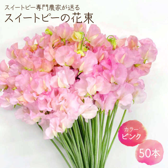 【先行予約】【生産農家直送！】スイートピー 花束 50本（ピンク）【木下農園】 [IBW002]