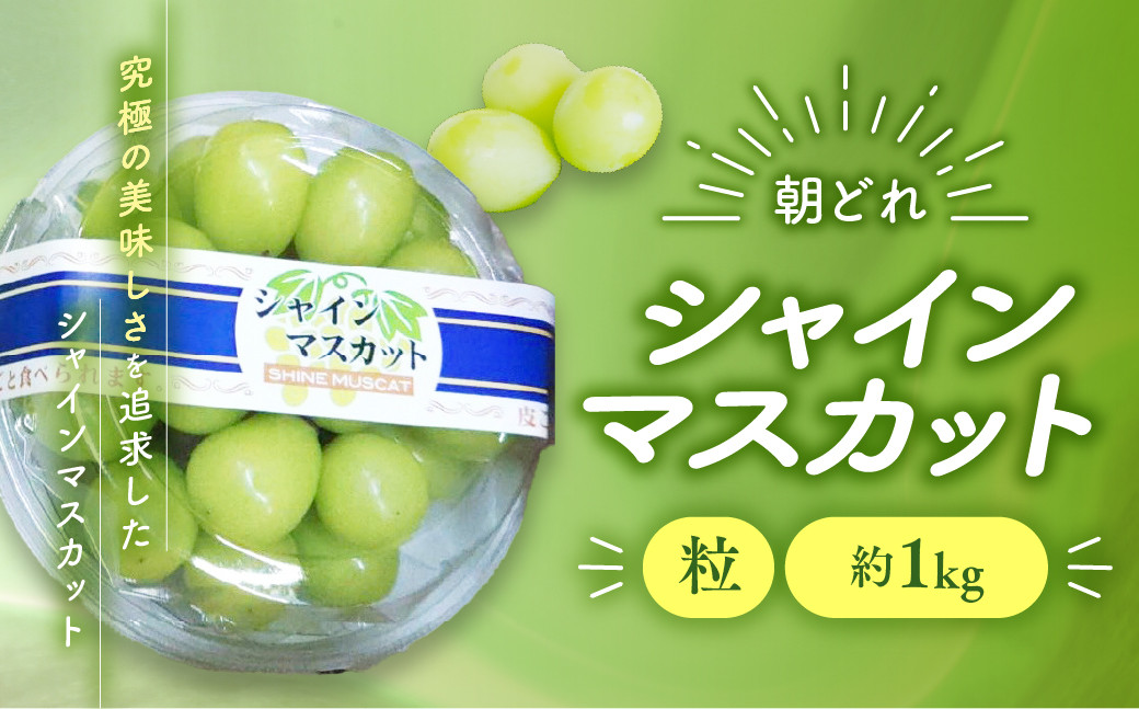 
            【2025年分発送】 ご家庭用 訳あり シャインマスカット 粒 1㎏ 減農薬 先行予約 先行 予約 山梨県産 国産 産地直送 人気 おすすめ 贈答 ギフト お取り寄せ フルーツ 果物 くだもの ぶどう ブドウ 葡萄 シャイン シャインマスカット わけあり ワケアリ 新鮮 甘い 皮ごと 山梨 甲斐市 AV-29
          