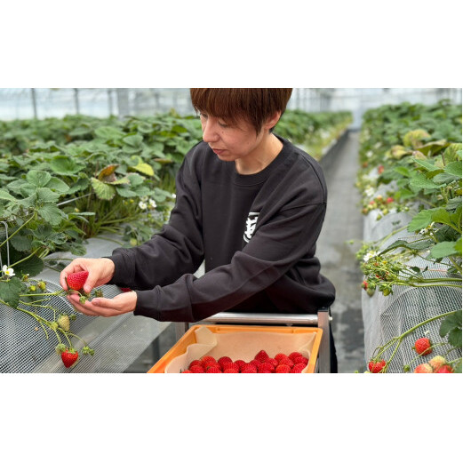 ＜予約受付＞【3回定期便】有田いちご 朝摘み完熟いちご4パックを毎月お届け！ (1月～3月の全3回) 240g×4パック【みゆきファーム】有機肥料にこだわった美味しいいちごです いちごさん F35-1