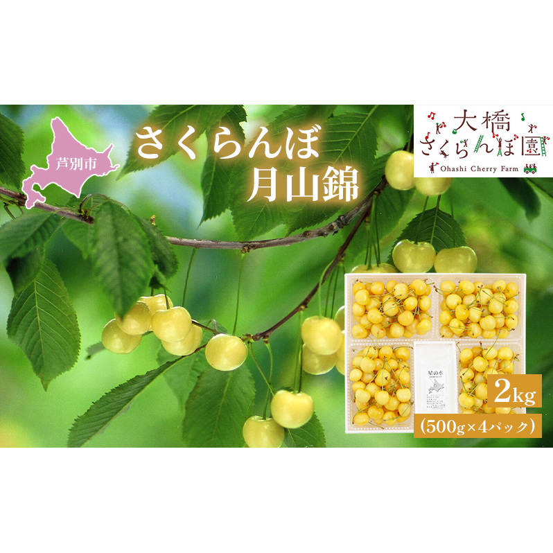 【 先行受付 】さくらんぼ 月山錦 2kg 500g×4パック 農林水産大臣賞 受賞 サクランボ チェリー 果物 果物類 フルーツ デザート 最高級 黄色 大粒 甘い 酸味が少ない さくらんぼの女王 大人気 希少 北海道 芦別市