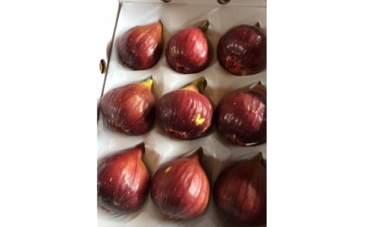 ＜2025年8月から10月発送先行予約＞京都城陽 森秀吉農園の朝採り完熟いちじく【1406462】