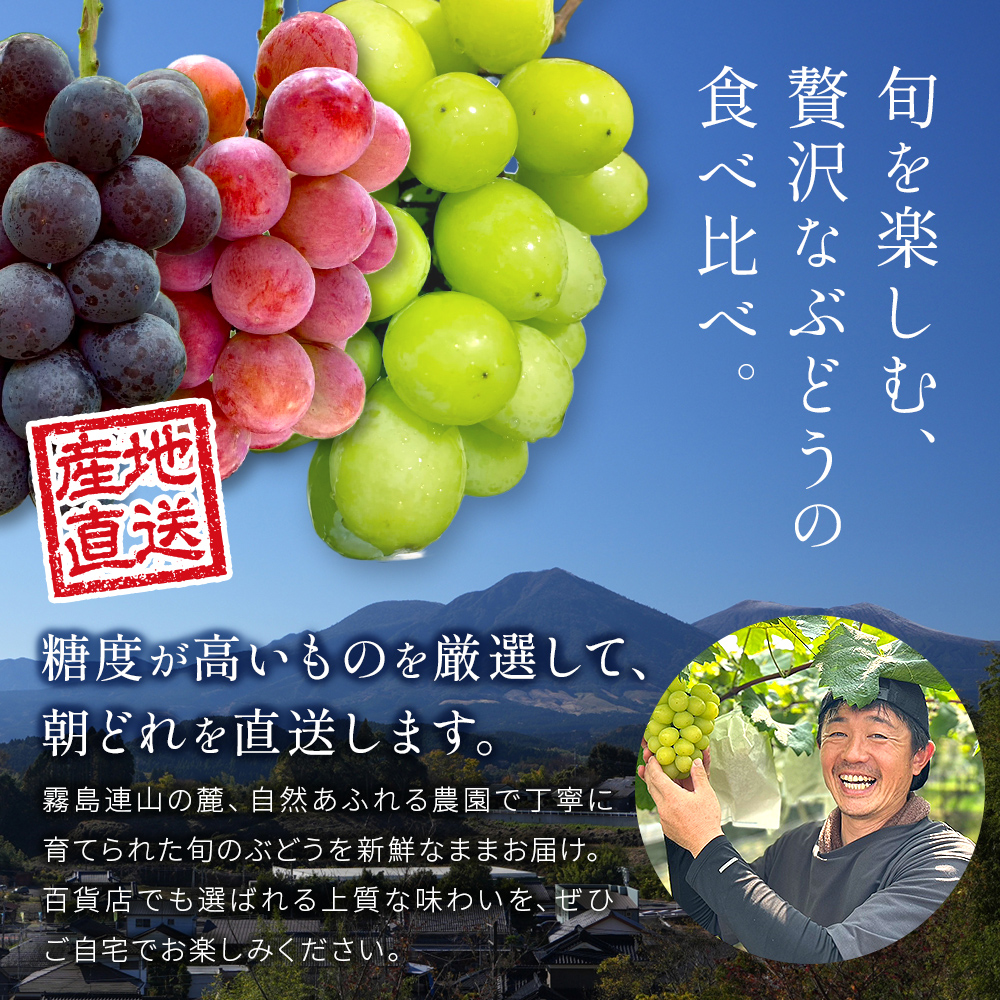 【2026年発送 先行予約】旬のぶどう３種食べ比べ アソート 計2kg程度（ シャインマスカット オーロラブラック・ピオーネ クイーンニーナ ） ぶどう ブドウ シャインマスカット シャイン マスカッ