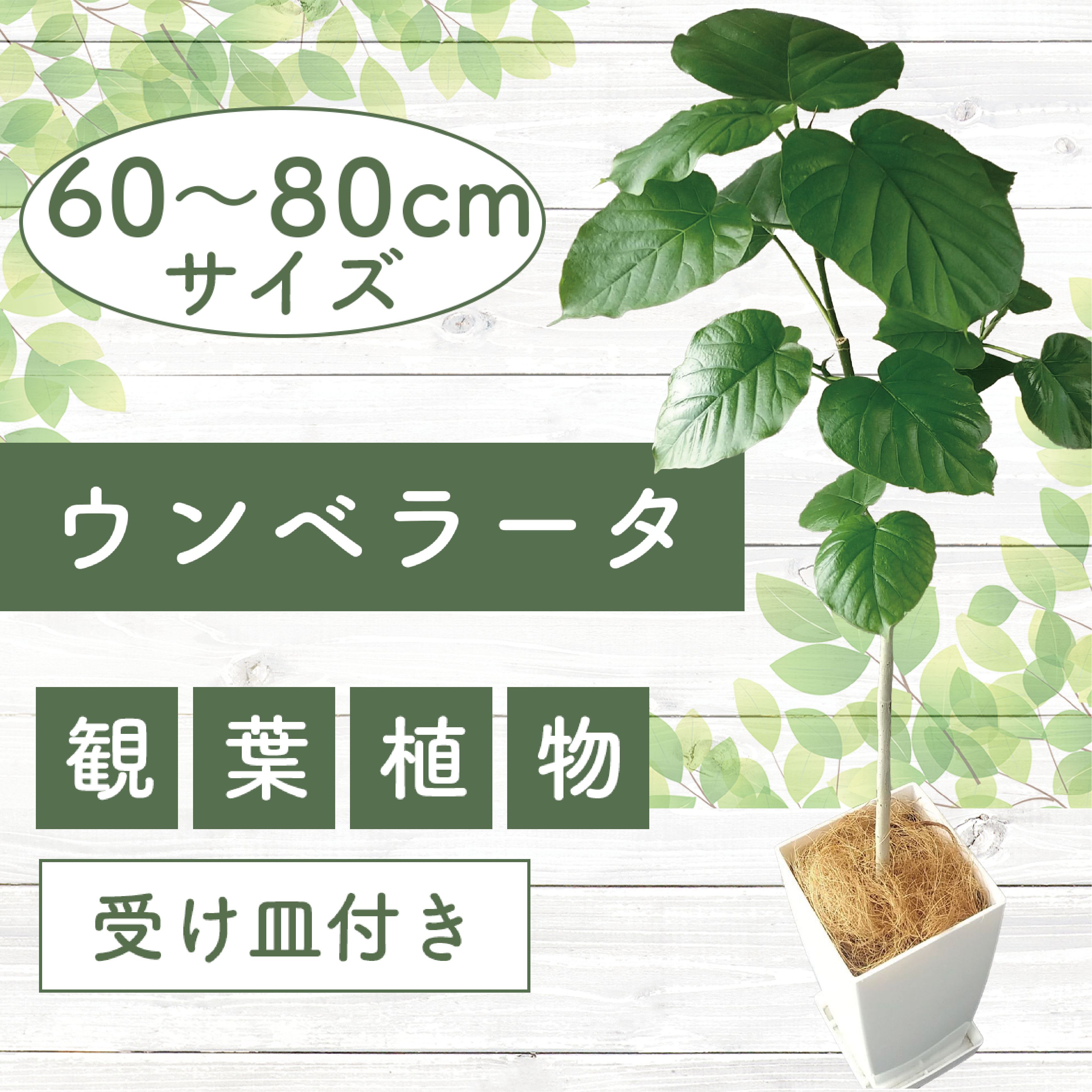 【ふるさと納税】ウンベラータ(60cm～80cm) 南国鹿児島県で育った 観葉植物！※北海道・沖縄・離島配送不可※ 植物 鉢付 インテリア 室内 オフィス おしゃれ プレゼント ギフト 開店祝い 移転祝い マイナスイオン【GreenBase】