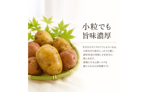 じゃがいも 5kg ごうしゅういも 小粒 秀品 いも ジャガイモ 馬鈴薯 ポテト 煮物 おでん でこまわし ごうしゅいも 源平いも ポテトサラダ ポテサラ 贈答 おすそ分け ホクホク 甘い 野菜 送料