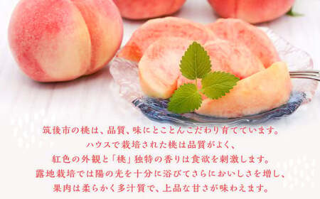  桃 8玉～9玉 福岡県産 産地直送 フルーツ 果物 もも ピーチ 果物 フルーツ お取り寄せ 【2026年6月上旬～7月下旬発送】