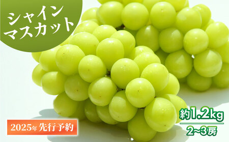 【先行予約】 シャインマスカット 約1.2kg 2～3房 数量限定 シャインマスカット 新潟産シャインマスカット 新発田産シャインマスカット 甘いシャインマスカット シャインマスカット シャインマスカット シャインマスカット 2025年発送 髙橋農園 C06_01