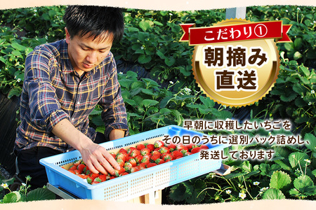 澳原いちご農園の完熟朝摘みとちあいか デラックス《1月中旬より順次出荷》｜いちご 苺 フルーツ 果物 産地直送 [0509]