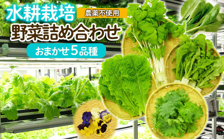 
【ミライファーム】水耕栽培 野菜詰合せ おまかせ5品種【思いやり型返礼品】 FZ23-641 山形 山形県 山形市
