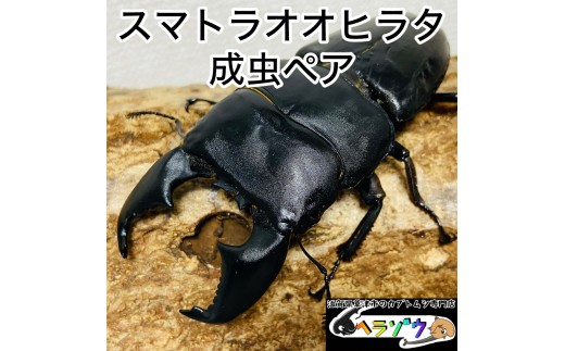 スマトラオオヒラタ 90mmUP 成虫 ペア