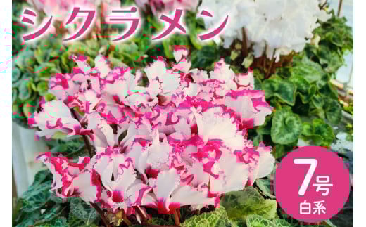 シクラメン 7号 白系 フラワーギフト 鉢植え 鉢 ギフト ビッグサイズ 鉢花 お歳暮 ガーデンシクラメン ミニシクラメン プレゼント 希少 クリスマス 誕生日 結婚記念日 花ギフト