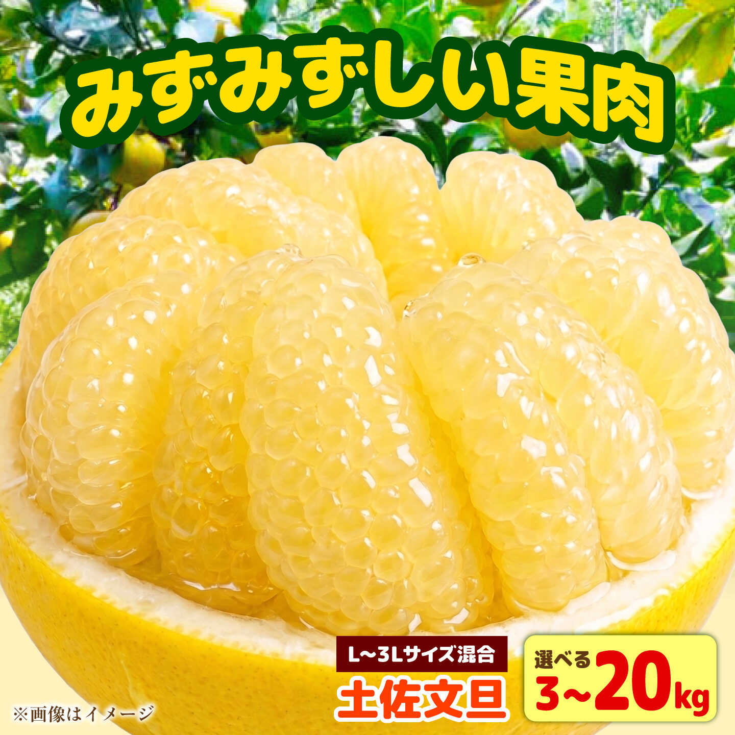 【ふるさと納税】【選べる内容量】【先行予約】土佐文旦 家庭用 約3kg-20kg （L-3Lサイズ混合）＜2027年1月下旬から順次発送＞ 文旦 ぶんたん ブンタン 柑橘 フルーツ デザート 果物 ご当地 人気 名産 高知県土佐市/玉木農園[BQAJ007]