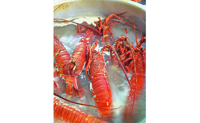 漁師直送　冷凍浜茹で伊勢海老1キロ　 伊勢エビ 冷凍