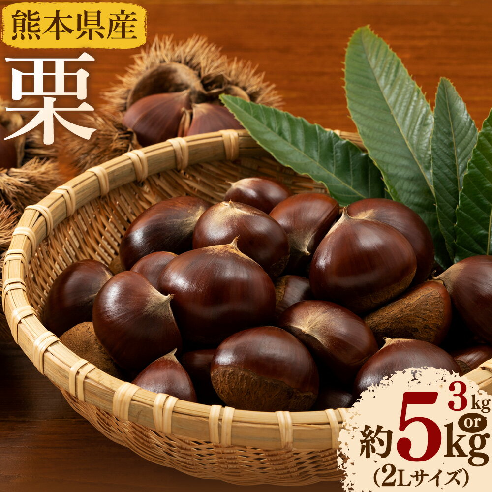 【ふるさと納税】【先行予約】栗 約3kg 約5kg 2L サイズ 日本フルーツ株式会社《2026年9月中旬-10月上旬頃出荷》熊本県 菊池市 栗 くり 熊本県産 2L 栗きんとん 栗ごはん