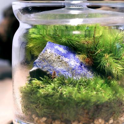 ふるさと納税 邑楽町 苔テラリウム 鉱石ラピスラズリ(瑠璃)ガラスポットS 説明書付|09_chm-bq0101 |  | 01