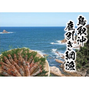 鳥取産 冷凍モサエビ