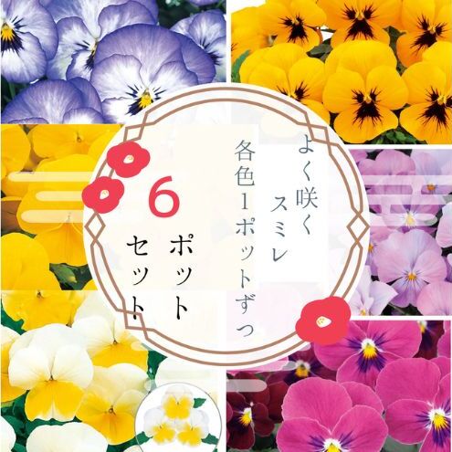 パンジー花苗セット　よく咲くスミレ6ポットセット / 花　パンジー　よく咲くスミレ　花苗　花き品評会理事長賞受賞生産者直送　ガーデニング 花壇 苗 苗木 花の苗 花の苗物