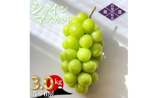 ＜2026年発送 先行受付＞山梨県山梨市産 朝採れ シャインマスカット 3.0kg (5～6房)【1691274】