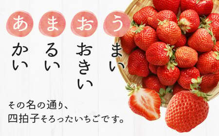 【先行予約】あまおう 等級G 約280g×2パック 計約560g いちご 苺 果物 フルーツ 【2026年2月上旬～2026年3月下旬発送予定】
