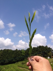 【2025年新茶】【ギフト用】八十八夜摘み　八女新茶　80g×3本【2025年5月中旬発送開始】 041-007