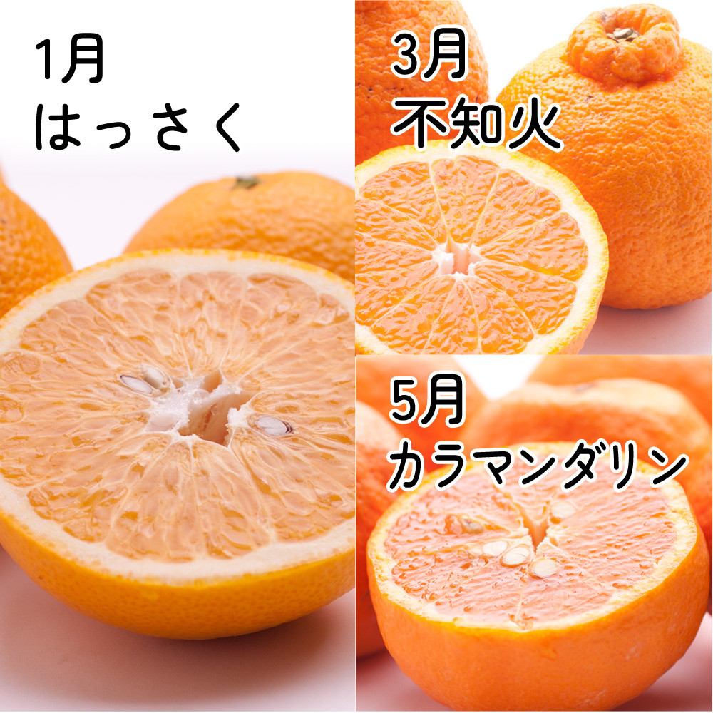 家庭用 柑橘定期便M（奇数月）全6回 ［IKE308］